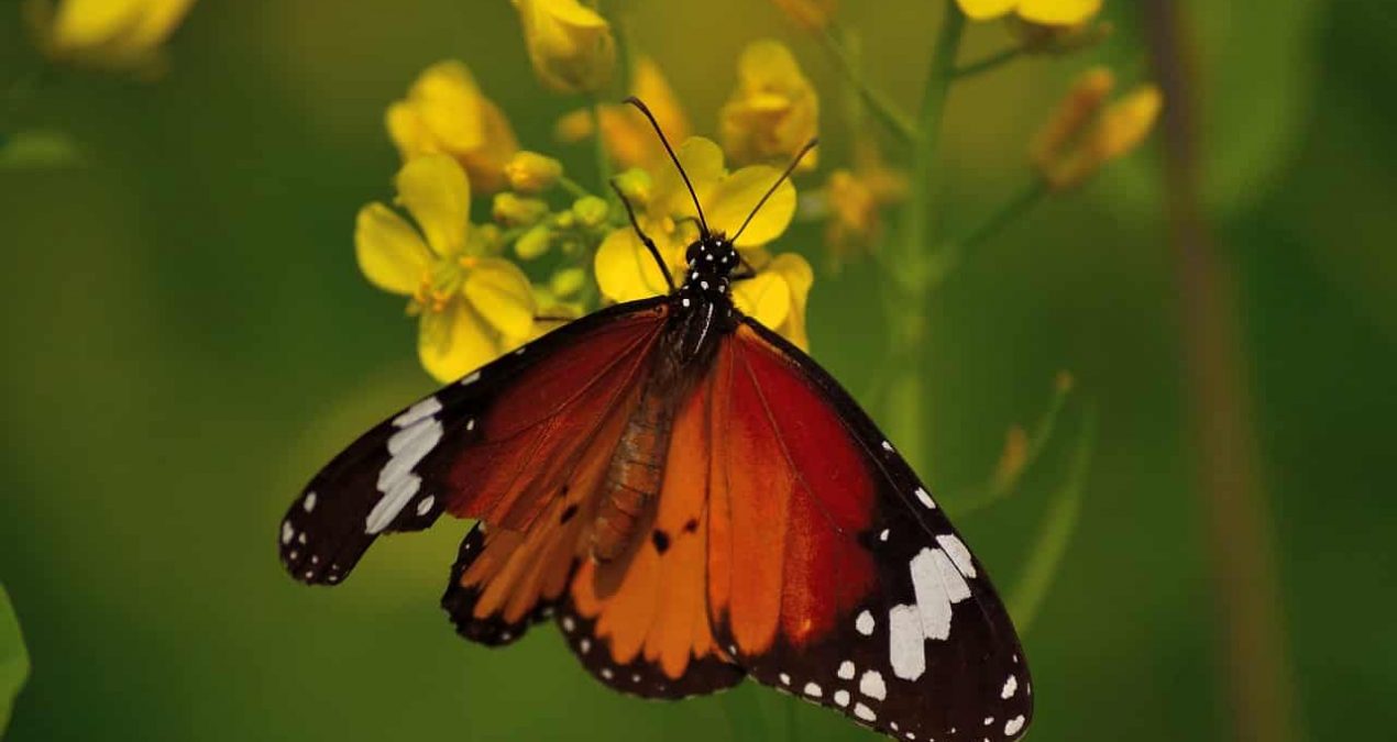 Comment utiliser l'engrais Rose ?