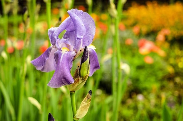 ou planter des iris dans un jardin