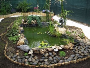 comment planter des plantes aquatiques