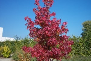 liquidambar