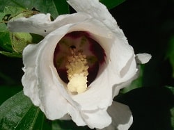 Les caractéristiques de l'hibiscus