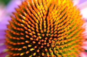 caractéristique de l'échinacea