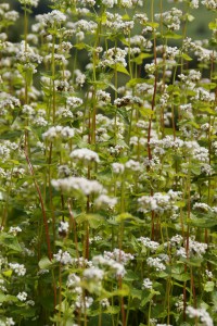 Le sarrasin, un désherbant naturel