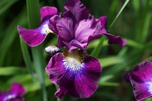 planter iris