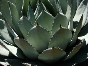 Planter des cactus