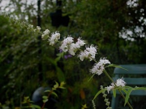 Vitex Agnus Castus