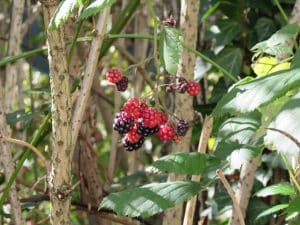 Planter un framboisier