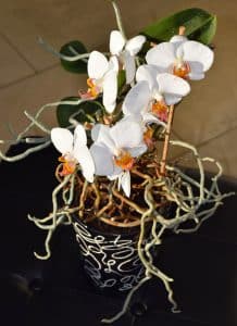 Comment planter une orchidée 