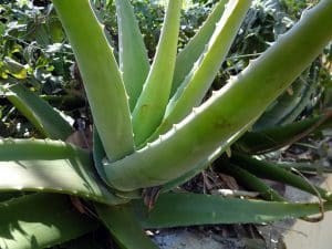 Les bienfaits de l'aloe vera 