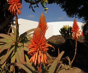 caracteristiques aloe vera