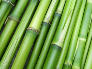 Caractéristiques bambou