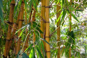 Quel bambou planter
