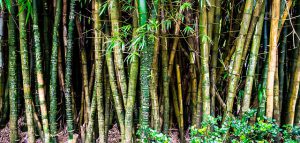 comment tailler des bambous