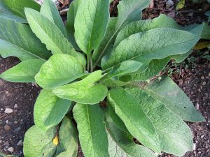 la consoude au jardin