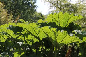 les caractéristiques de la rhubarbe 