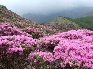 planter rhododendron