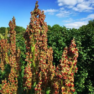 Comment cultiver de la rhubarbe