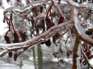 date des saints de glace