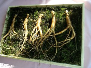 Quels sont les bienfaits du ginseng