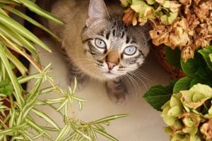 Phytothérapie pour animaux : les plantes qui apaisent les chats