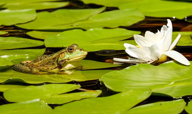 Comment faire pousser un nénuphar dans un bassin ou étang ? —