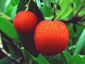 Quelles plantes rustiques planter dans mon jardin ?