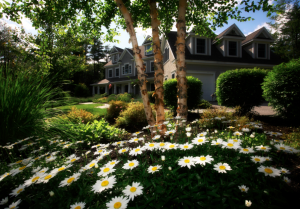 Jardin fleuri avec marguerites et grands arbres en fond