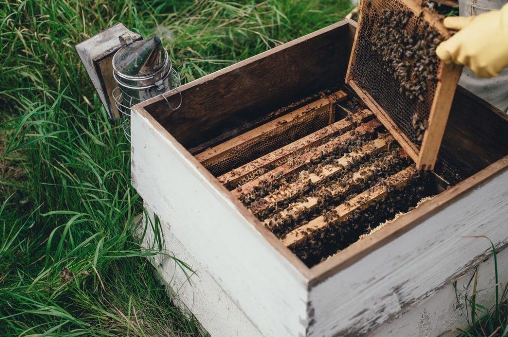 Comment installer une ruche dans votre jardin ?