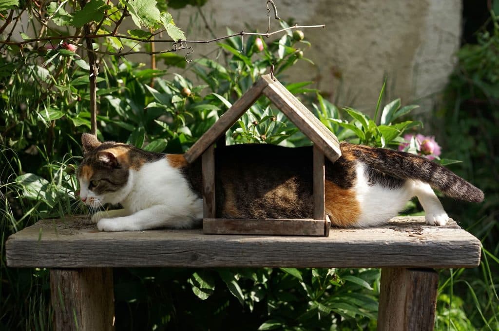 Un chat coincé dans une cabane d'oiseaux