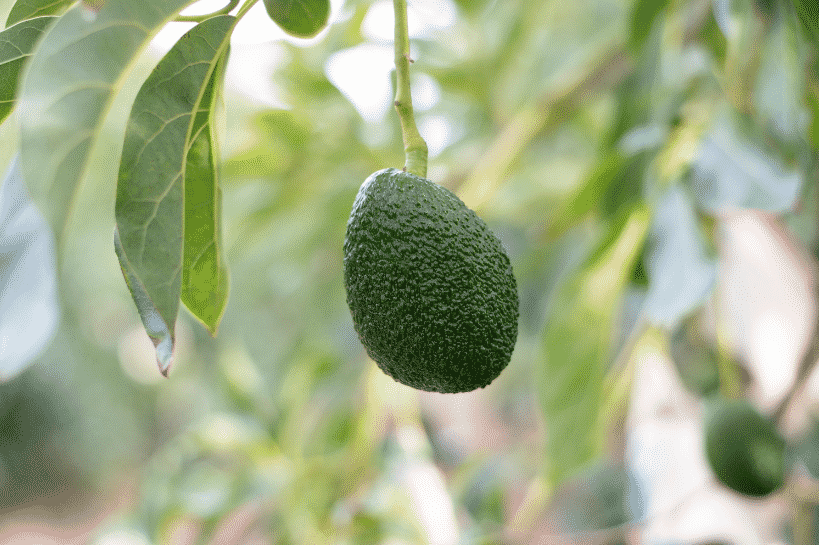 Comment planter et faire pousser un avocatier ?