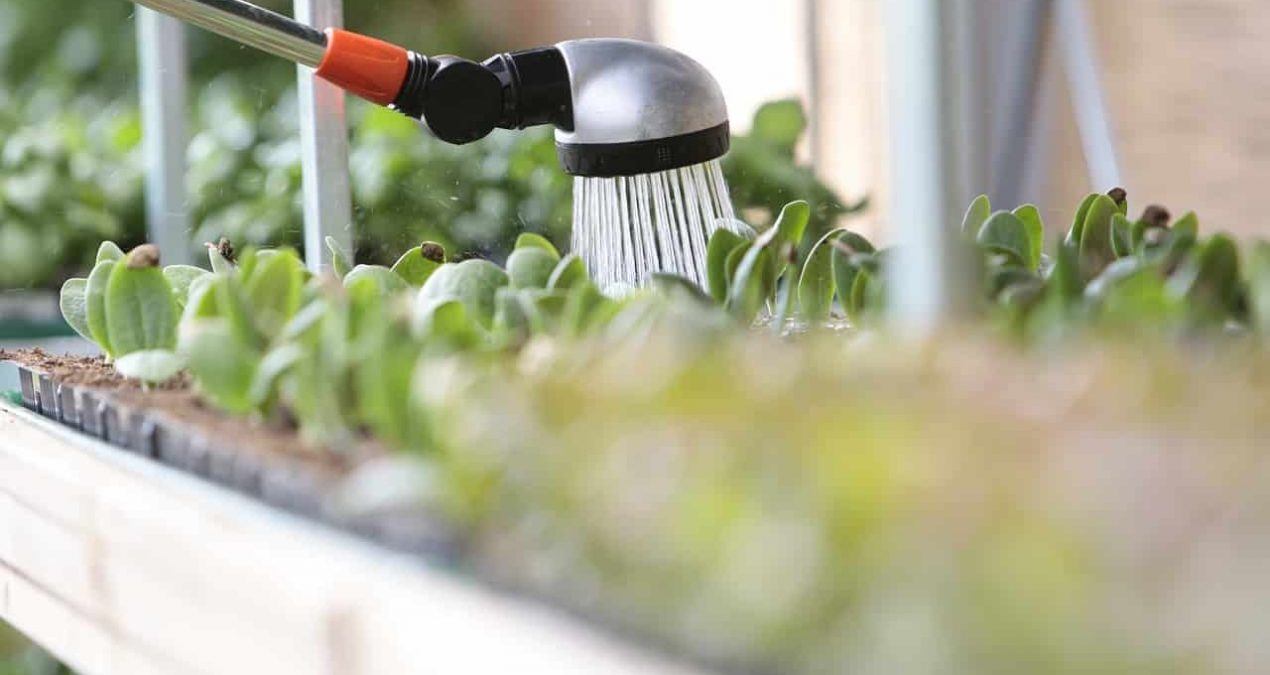 Économiser l’eau dans son jardin