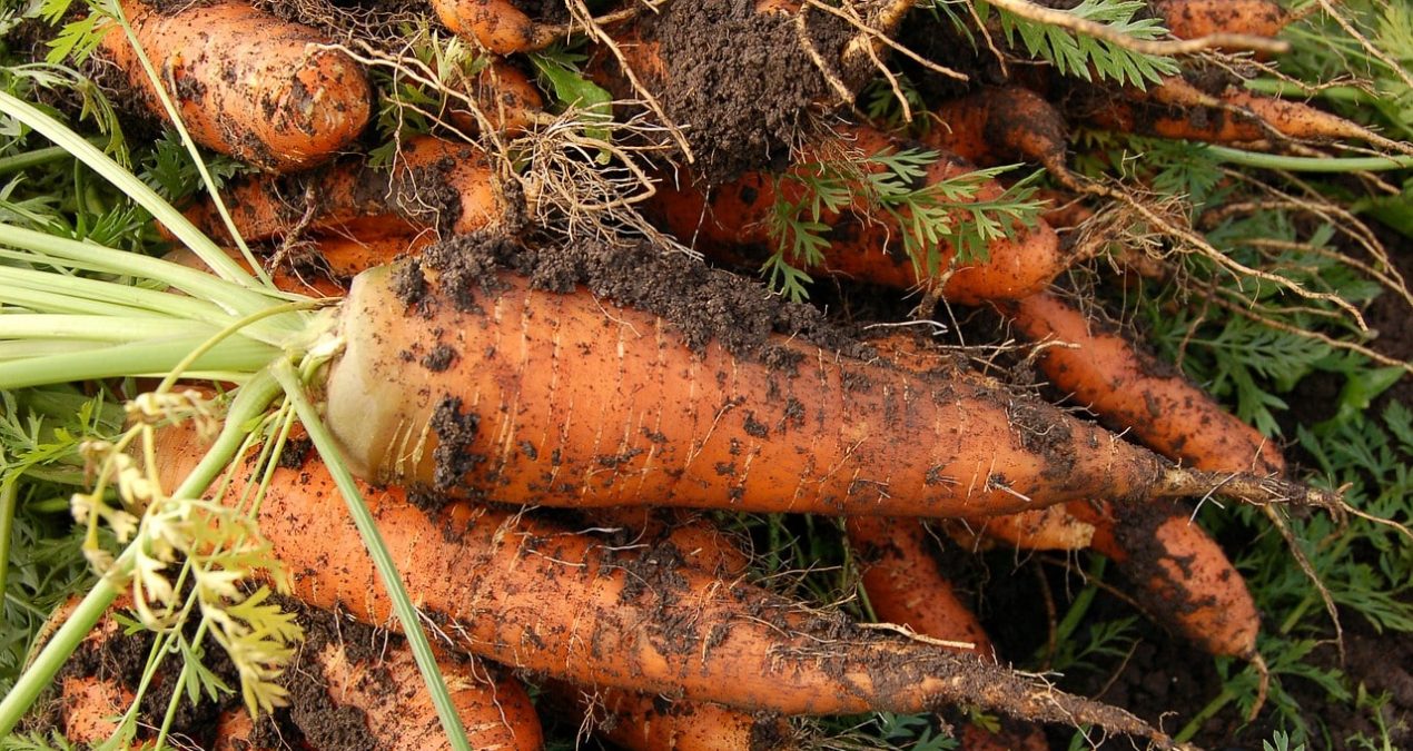 Le temps de récolte des légumes