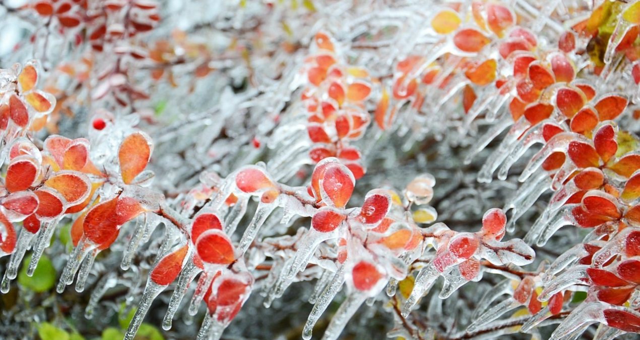 Préparez votre jardin pour son hibernation