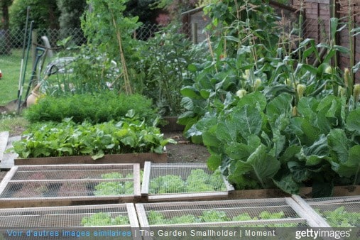 Le calcaire et votre potager