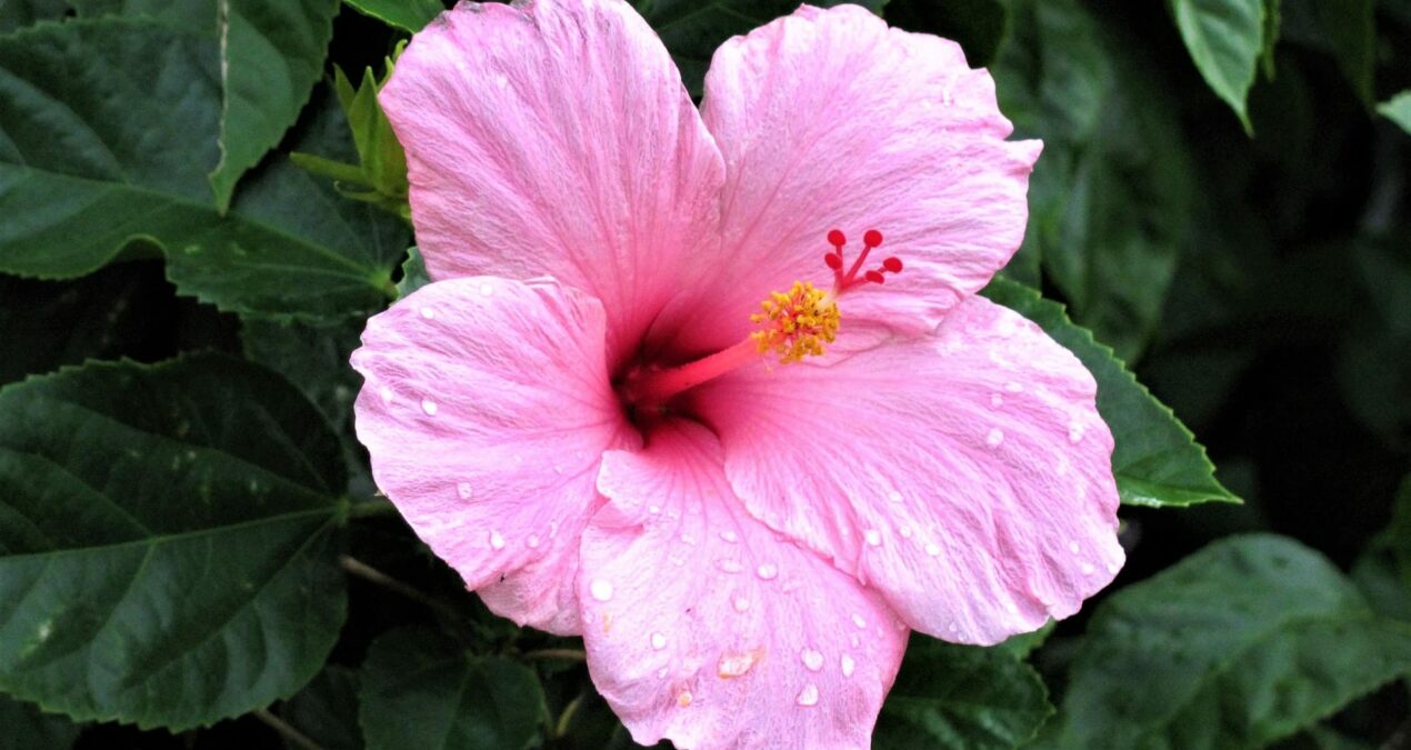 Comment planter et entretenir un hibiscus ?