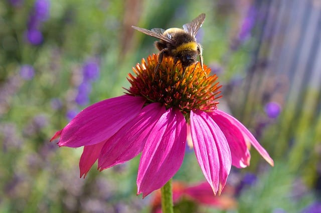 Les propriétés de l’échinacea : une plante pour affronter l’hiver