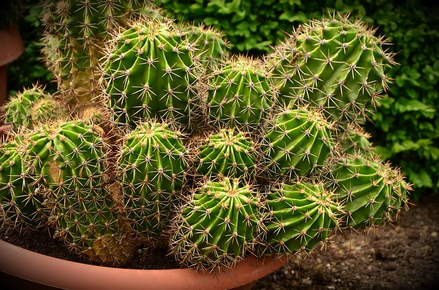 Quel entretien pour votre cactus ?