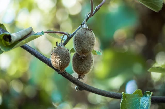 Comment planter un kiwi ?