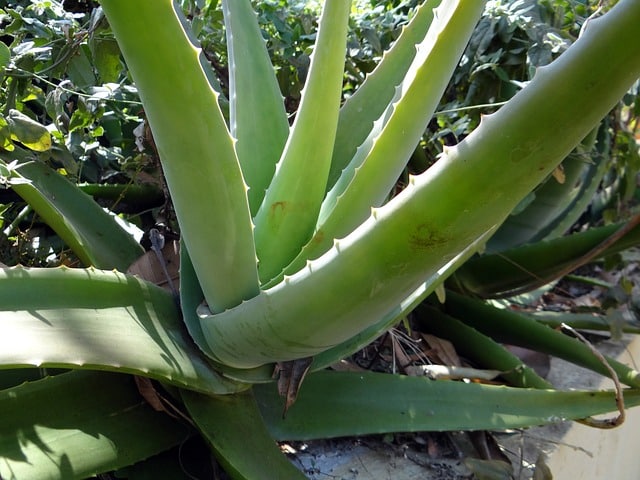 Quels sont les bienfaits de l’aloe vera ?