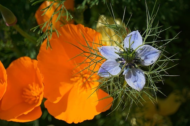 La signification des fleurs : percez le langage des couleurs