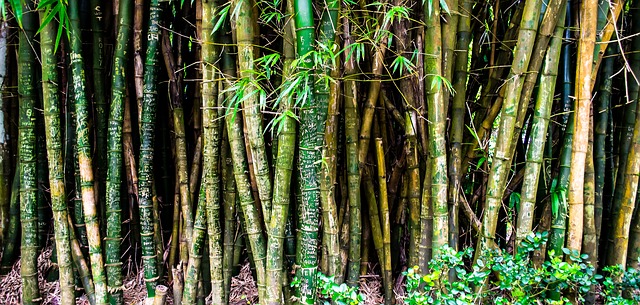 Comment tailler un bambou ?