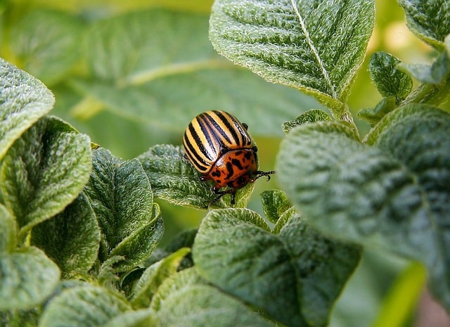 Comment se débarrasser des doryphores au jardin ?