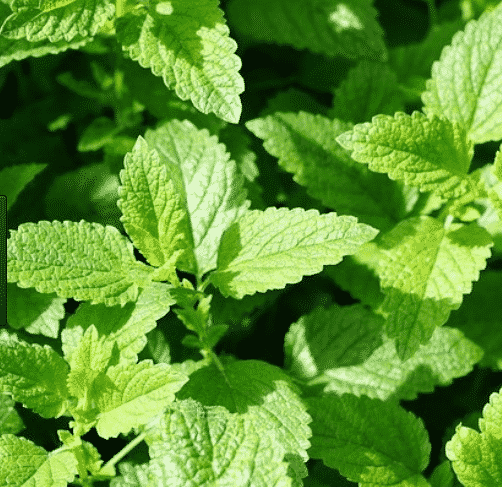 La culture de la menthe Nanah du Maroc, pour le thé mais pas seulement…