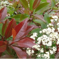 Tout sur le photinia, un bel arbuste pour haie