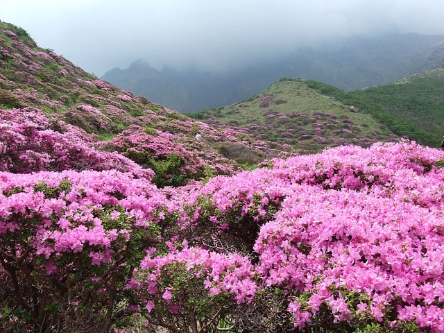 Comment planter le rhododendron, une plante rustique pour vos rocailles