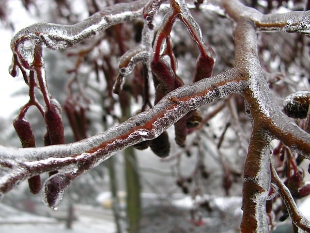 Quelle est la date des Saints de Glace et comment protéger vos plantes ?