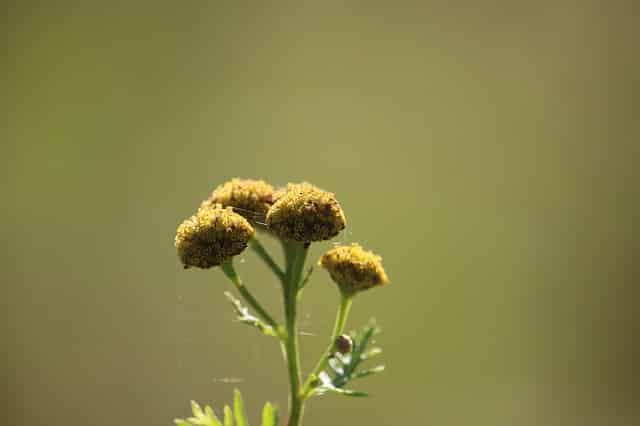 La tanaisie un insecticide efficace au jardin