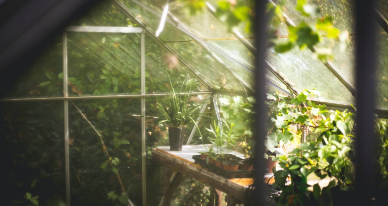 Le traitement à la bouillie bordelaise pour protéger arbres fruitiers et tomates