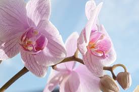 Quelle variété d’orchidée choisir ?