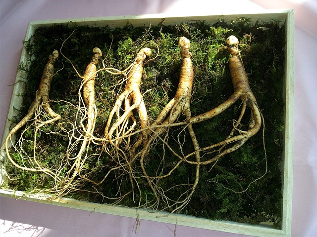 Quels sont les bienfaits du ginseng ?